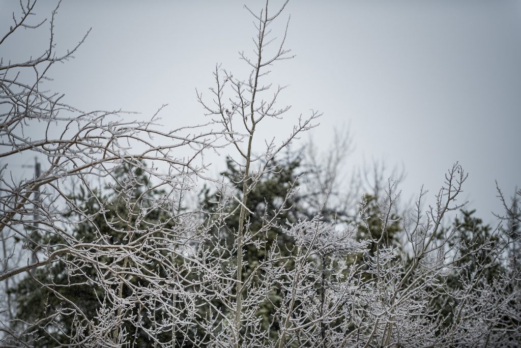 ice on trees